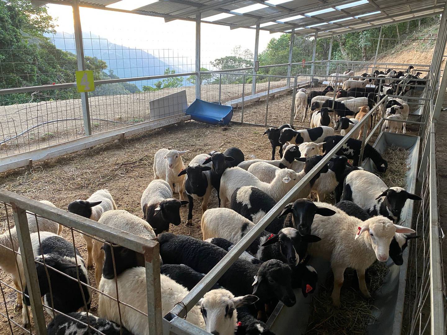 Ganado ovino en Costa Rica