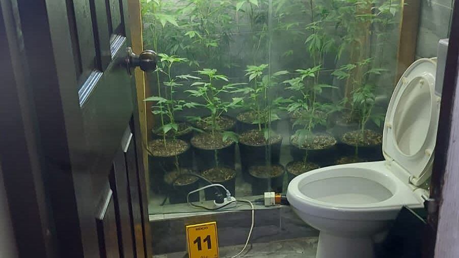 Un hombre de 31 años murió en una casa que se usaba como laboratorio de marihuana hidropónica. Foto: OIJ