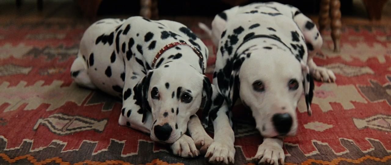 Maisie y Freckless eran los nombres de los perros que interpretaron a Pongo y Perdy en el filme '101 Dálmatas', de 1996. En la película, ambos conforman la pareja de canes que procrean a 99 cachorros. Foto: IMDb