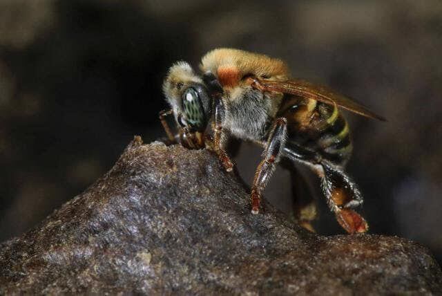Apicultores aseguran que el Fipronil es altamente riesgoso para las abejas, y causa la muerte de millones de ellas al año en Costa Rica. Foto: Cortesía