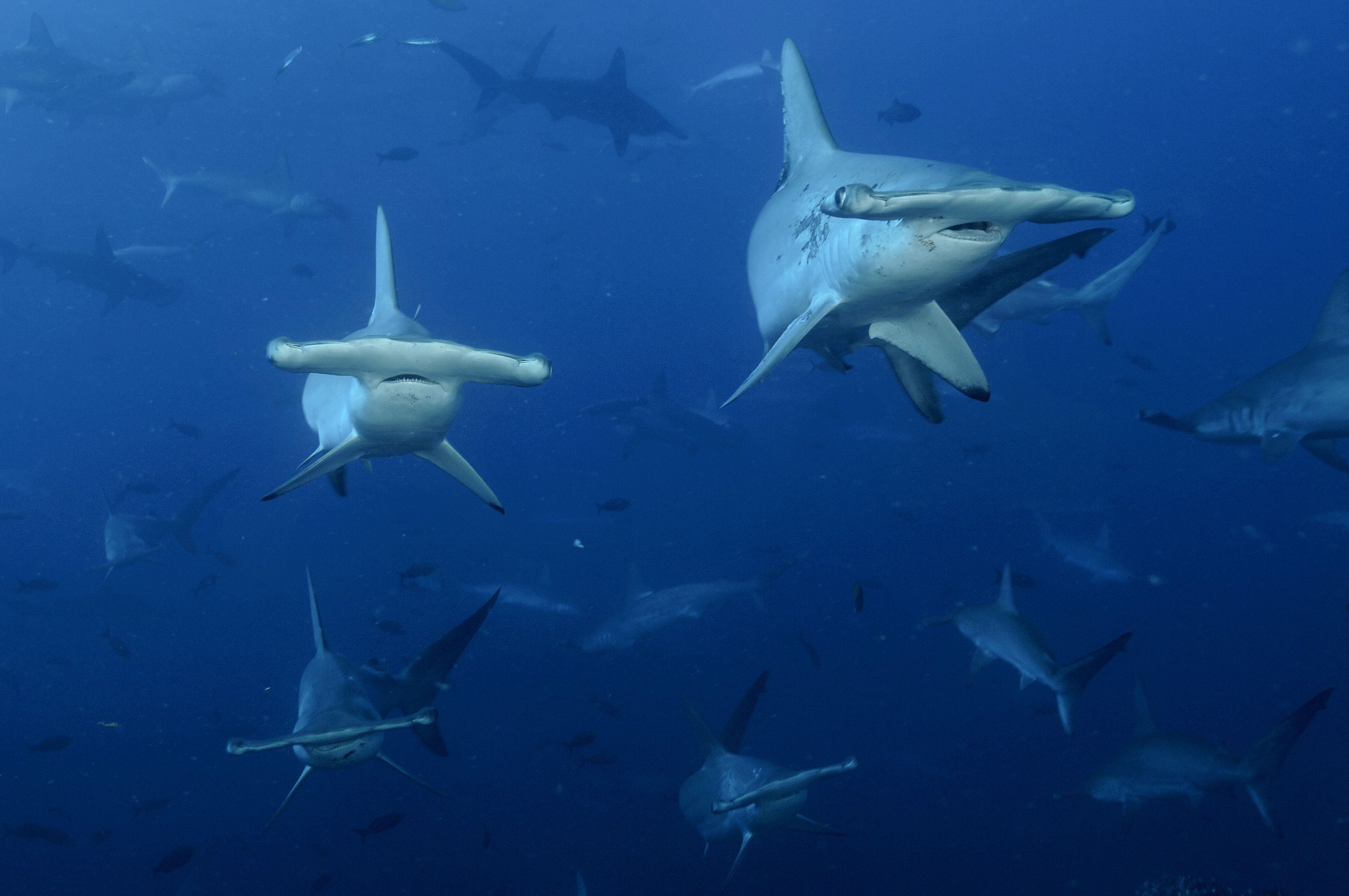 Las temperaturas cálidas de la superficie complican la sobrevivencia de los tiburones martillo. Fotografía: Schmulik Bloom