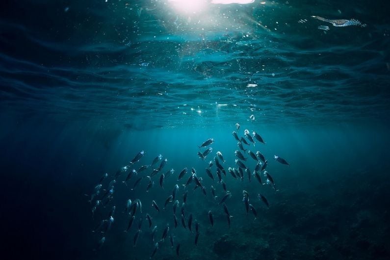 Los minerales metálicos del fondo del océano producen oxígeno, cuestionando teorías previas sobre su generación.