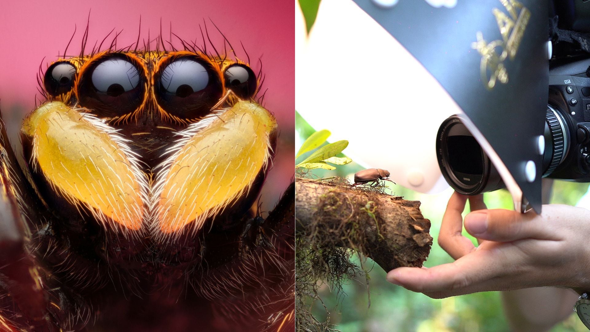 Peter Media captura a los animales en su hábitat natural, sin perturbarlos o causarles daños. En la foto izquierda, el retrato de una araña saltadora sobre una flor, y en la derecha el productor audiovisual fotografiando un escarabajo.