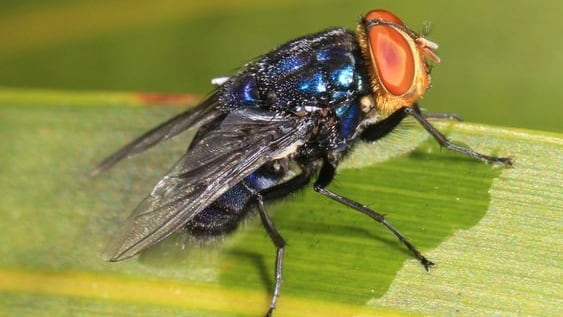 La mosca 'Cochliomyia hominivorax' es fácilmente identificable por su color azul verdoso y sus ojos rojizos, siendo casi el doble del tamaño de una mosca doméstica.