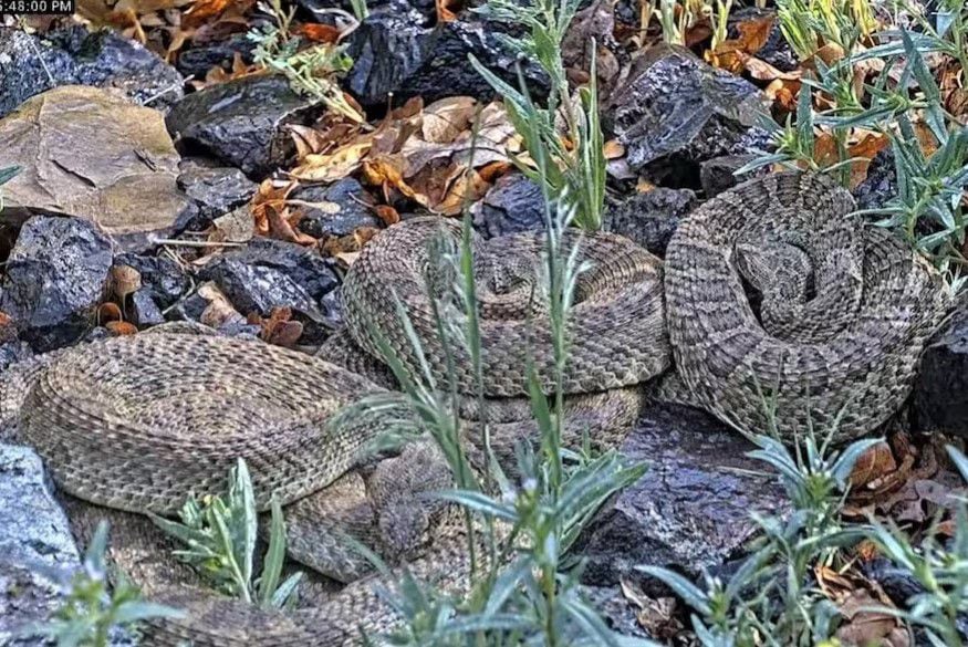 Transmisión viral muestra madriguera gigante de serpientes de cascabel en Colorado, revelando su comportamiento y atrayendo a miles.