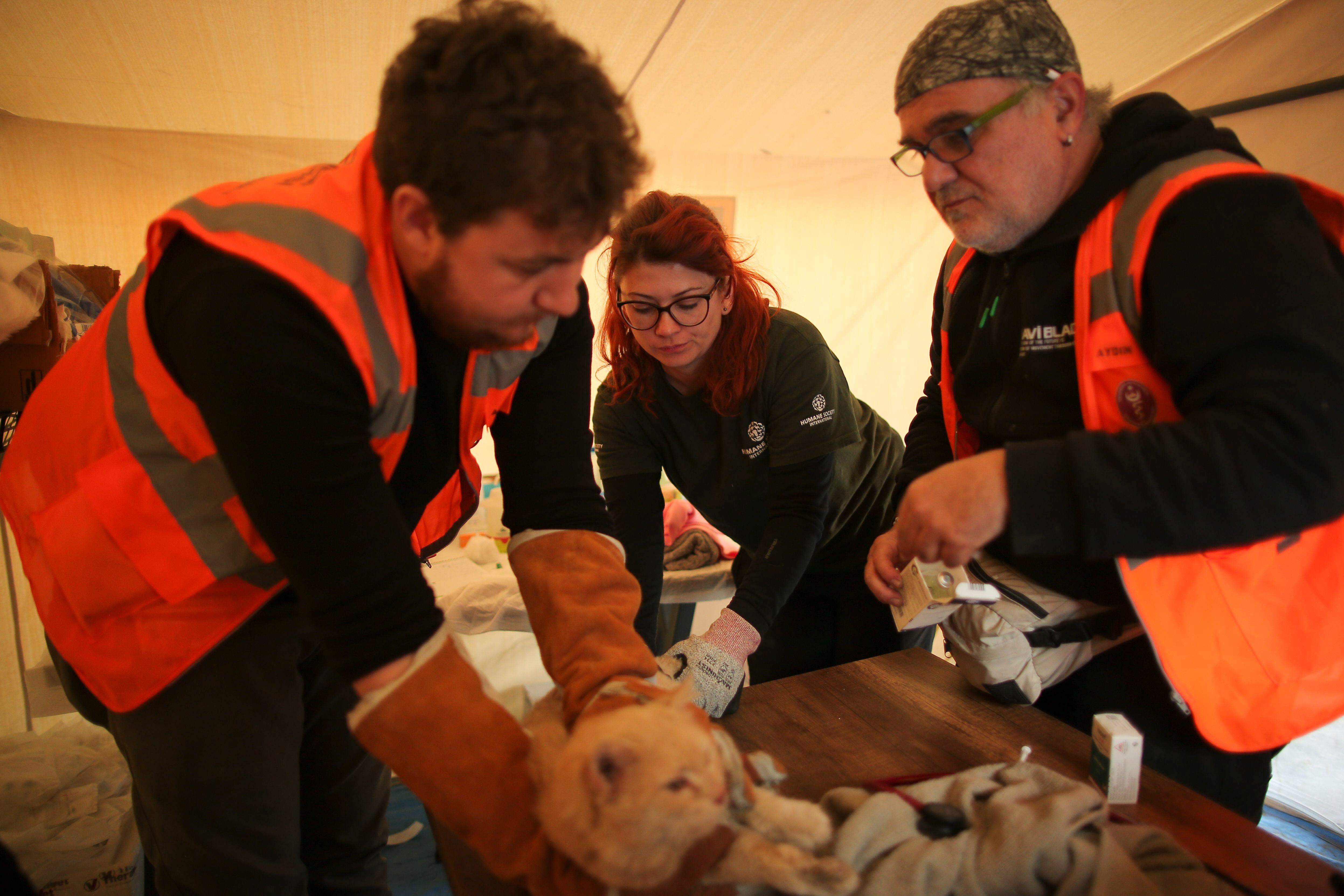 Los animales más heridos son trasladados a hospitales veterinarios de campaña. La tica Andrea Induni (atrás) es una de las que apoya en el proceso. Fotografía: Emrah Gurel/AP Images for HSI