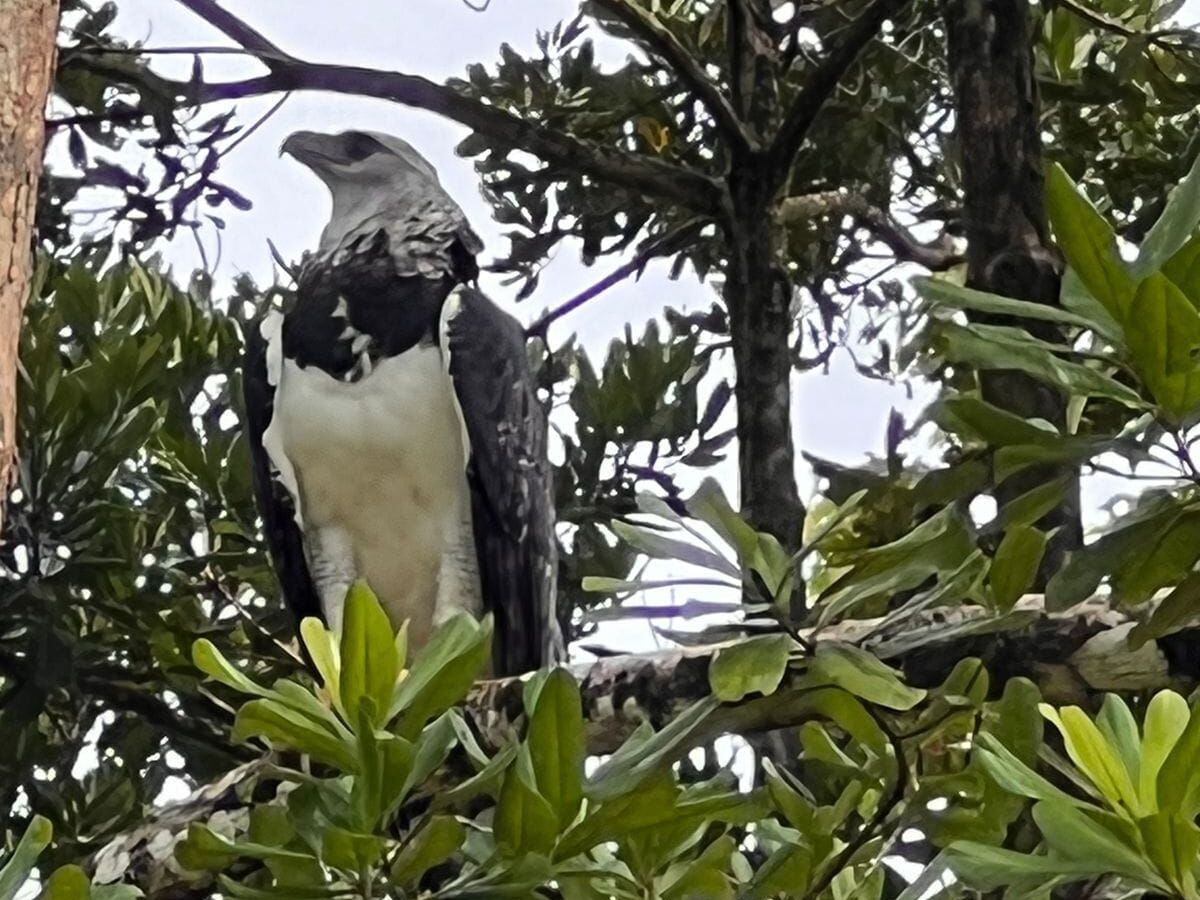 Águila arpía, de las más espectaculares del mundo, visita bosques de Costa  Rica | La Nación