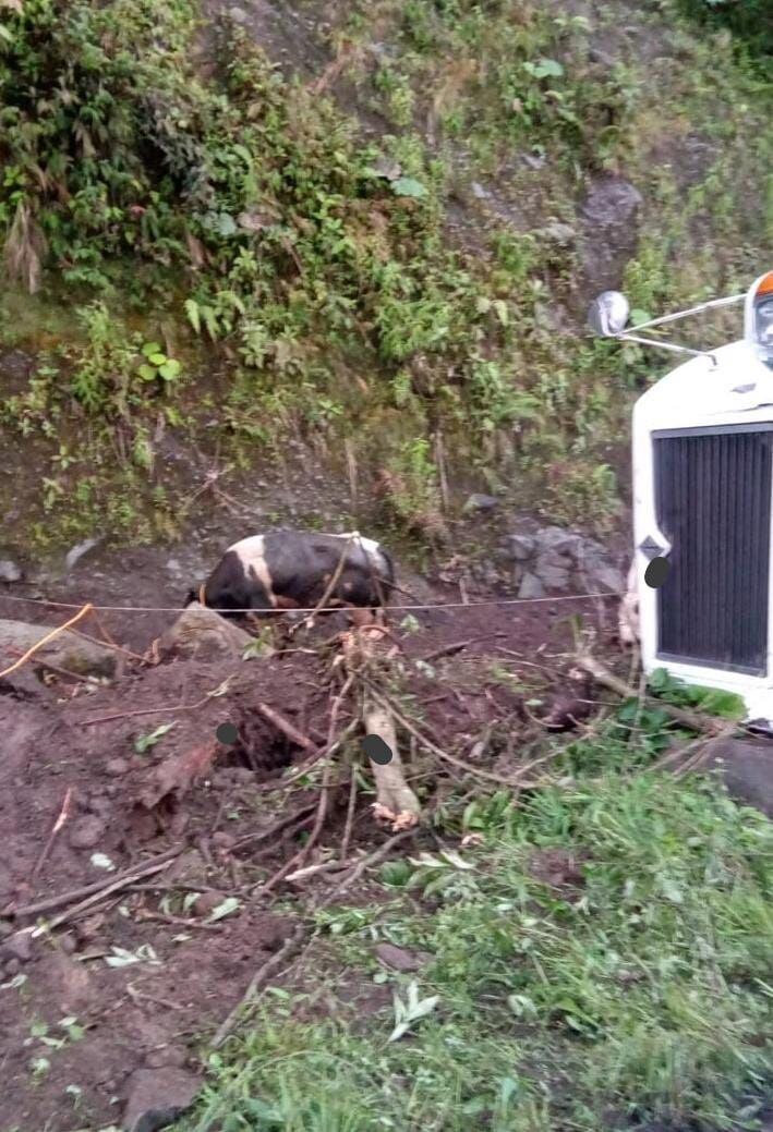 Una de las vacas que se salió del camión luego del accidente. Ningún animal resultó herido de gravedad. Foto: Reiner Montero