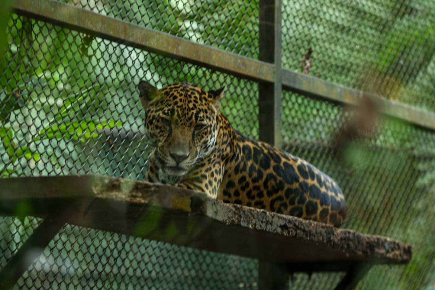 10/05/2024, San José, Parque Simón Bolívar, fotografías del último día en funcionamiento del zoológico, va ser cerrado y los animales trasladados a otros centros para su atención.