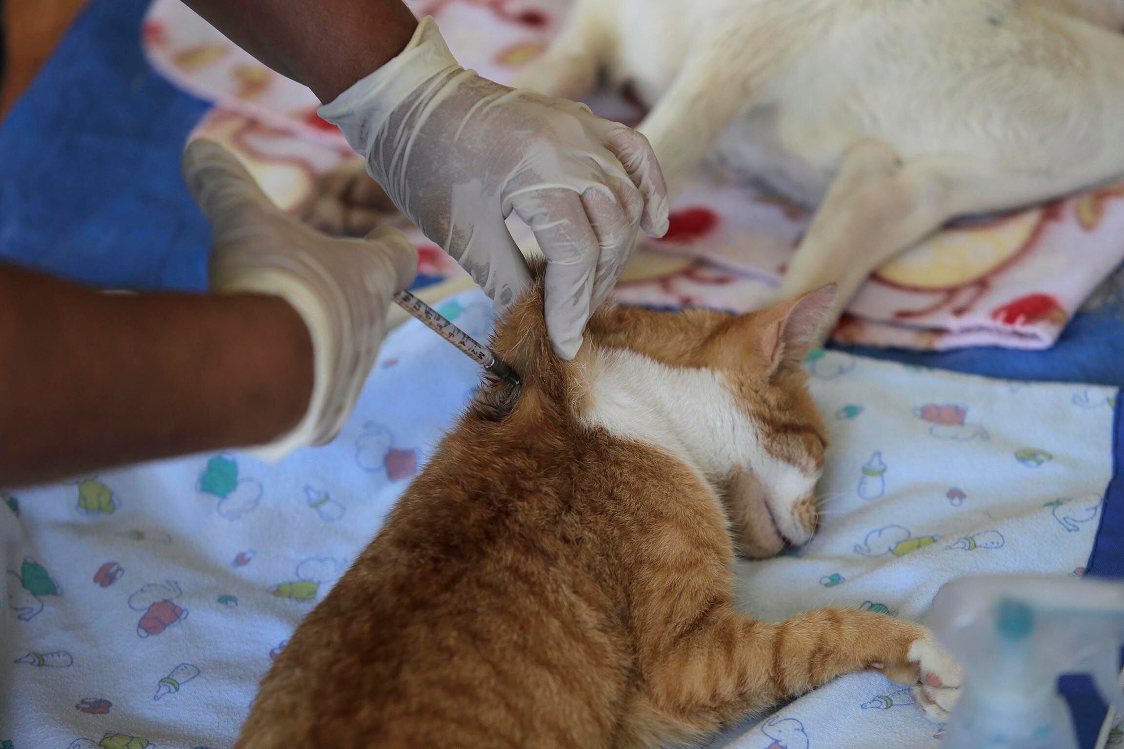 Los animales domésticos, como los perros y gatos, necesitan tanto de las vacunas como los seres humanos. Movimiento antivacunas en animales puede tener repercusiones graves.