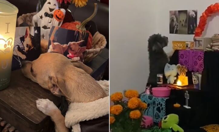 Varios videos se viralizaron en TikTok mostrando la conmovedora reacción de los perritos al ver las fotos de sus compañeros fallecidos. @sofianavvarro y @palomaalbitron