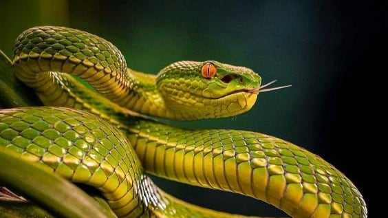 Investigadores consideran que los reptiles pueden ser una solución sostenible frente a la creciente demanda de proteína animal en el mundo.