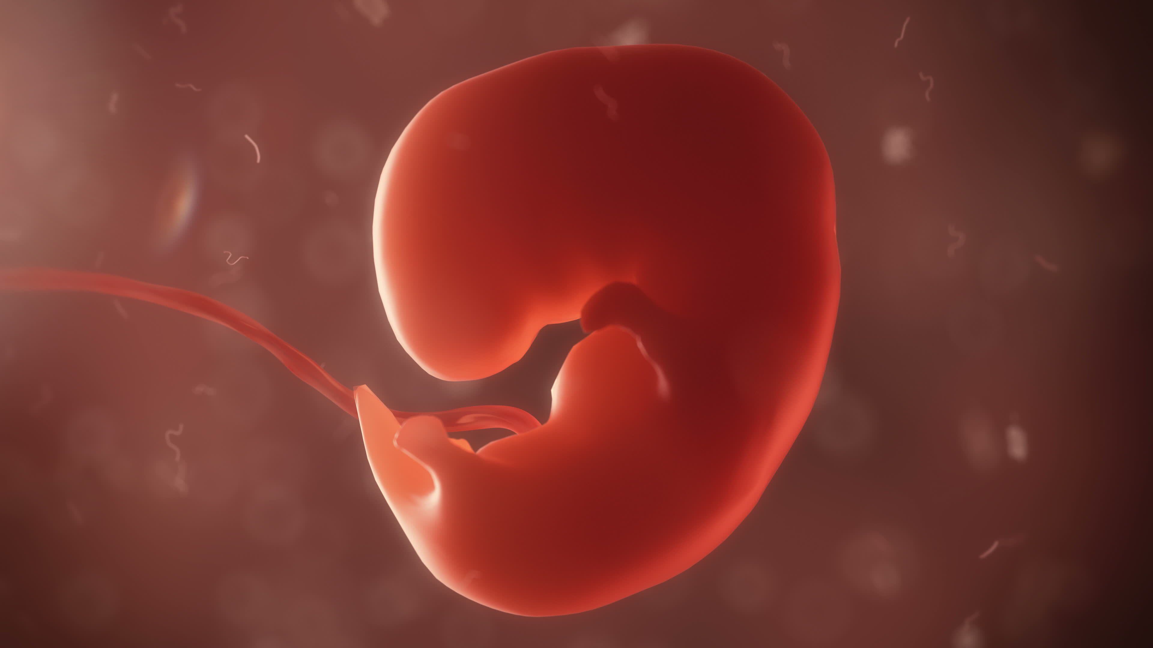 Especie humana podría reproducirse en el espacio, según un experimento científico con embriones de ratón en la Estación Espacial Internacional (EEI).