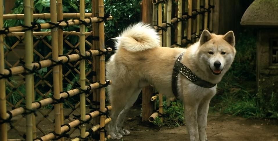 La película japonesa 'La historia de Hachi-ko' (1987), narra la historia real de Hachi, un perro de raza Akita que pasó años esperando a su amo incluso cuando este había muerto. En 2009 se realizó un remake del filme en Estados Unidos, protagonizado por Richard Gere. Foto: IMDb