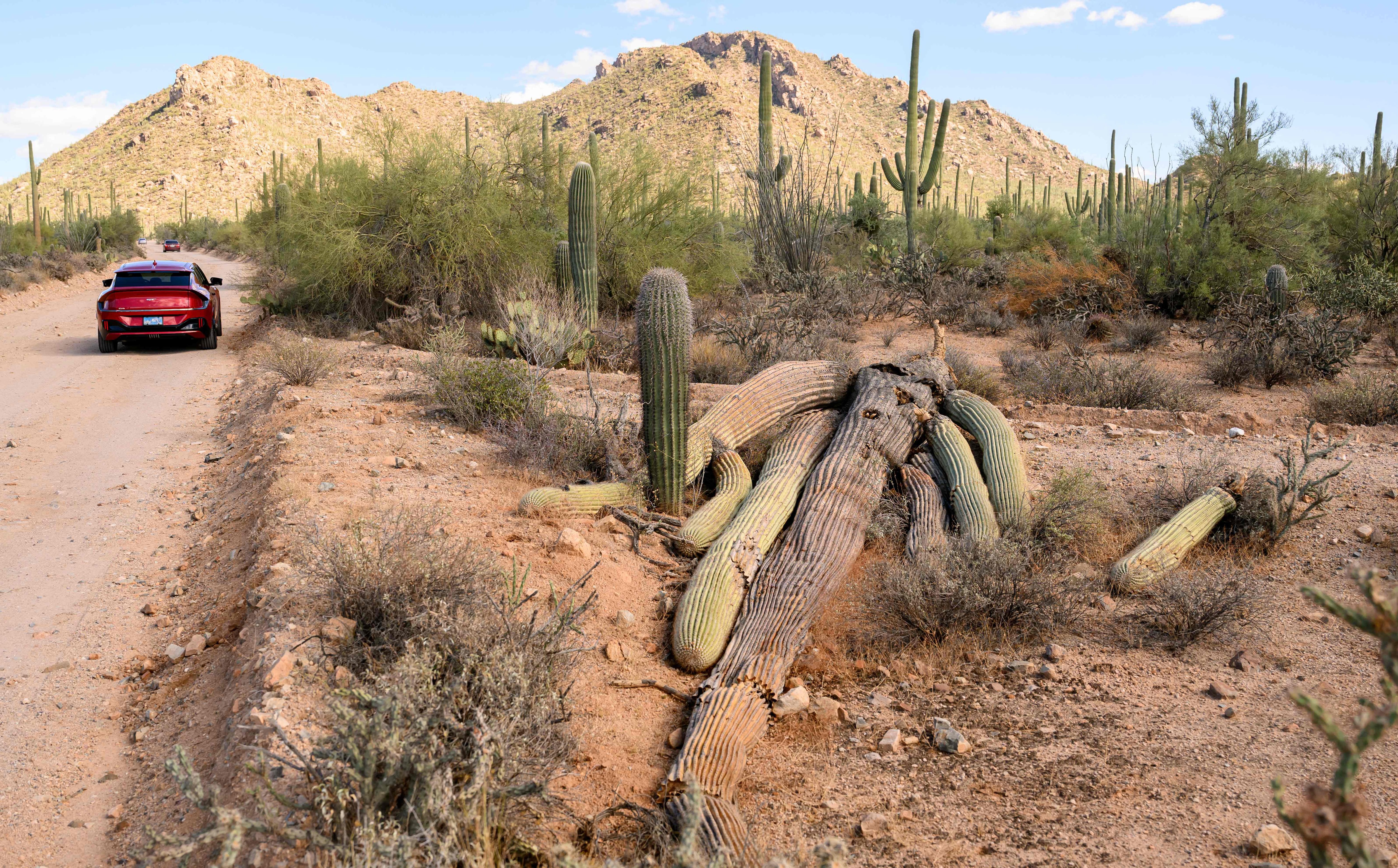 Un cactus Saguaro caído se descompone en el Parque Nacional Saguaro cerca de Tucson, Arizona, el 19 de noviembre de 2023. La mayoría de los parques nacionales se establecieron en áreas que son tierras ancestrales indígenas. A partir del siglo XIX, los nativos americanos fueron expulsados ​​de ellos o obligados a cederlos mediante tratados con condiciones desiguales. (Foto de JOSH EDELSON / AFP)