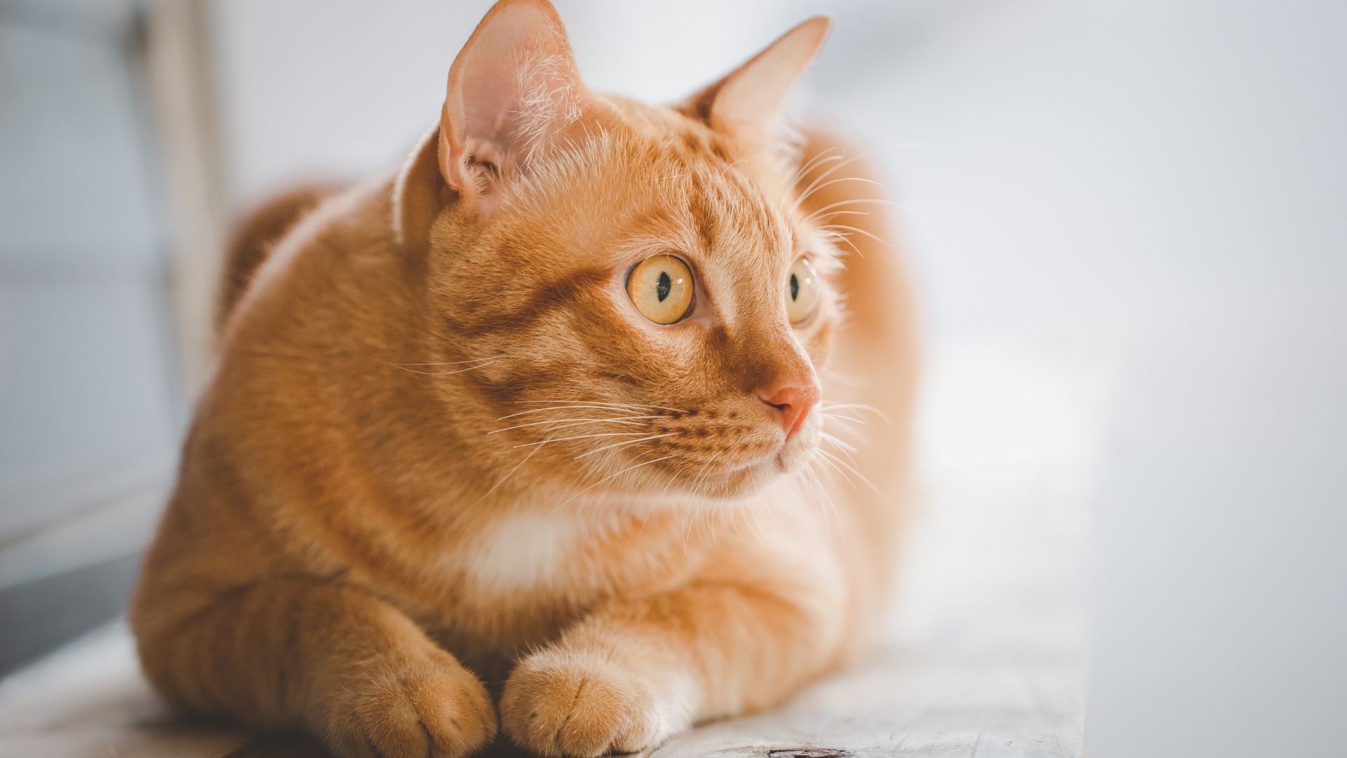 El gato naranja ganó popularidad, ya que muchos se convirtieron en personajes icónicos como Garfield.