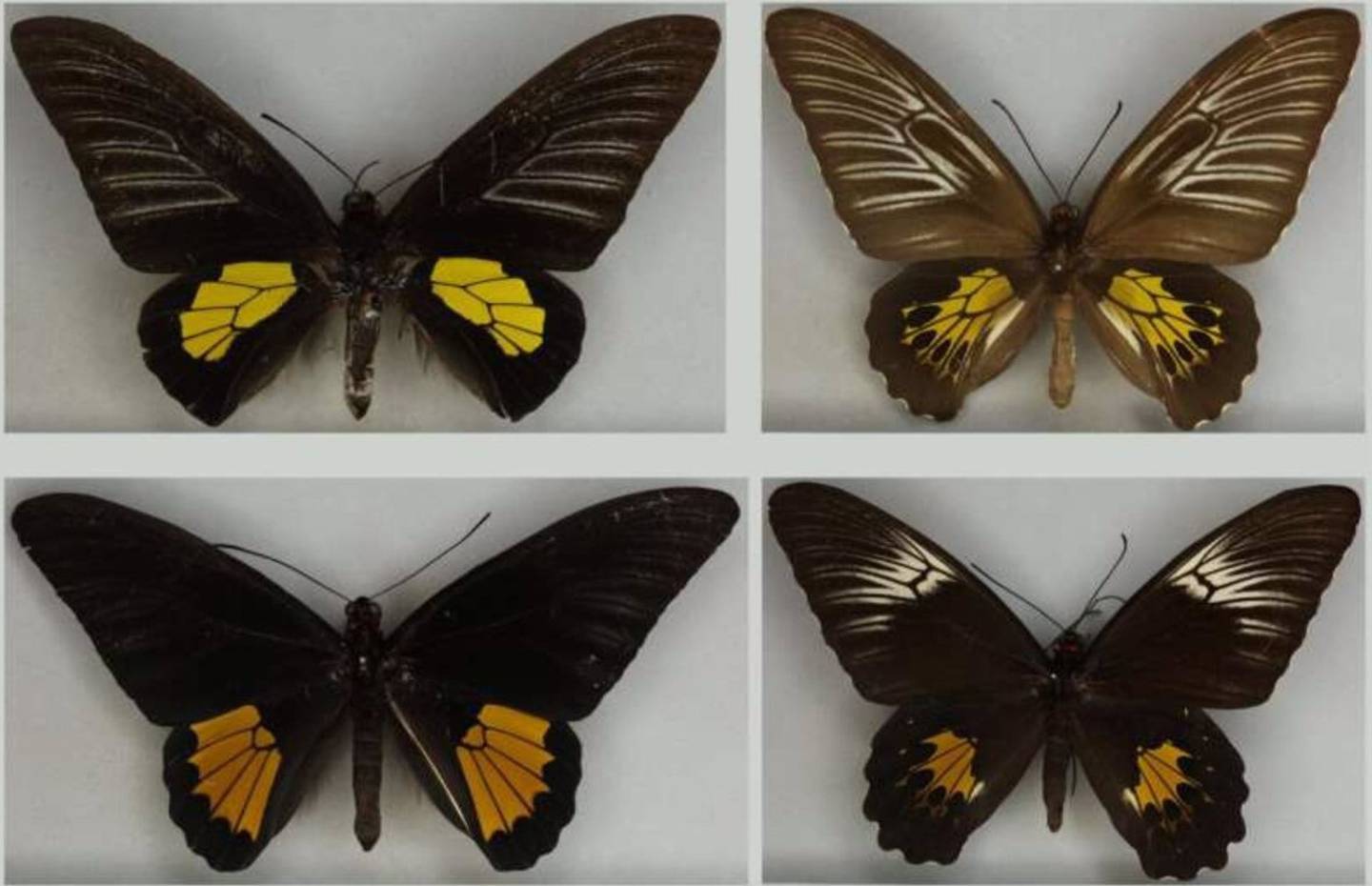 Estudio con IA analiza la evolución de mariposas hembras, aclarando el debate entre Darwin y Wallace sobre variación entre sexos.