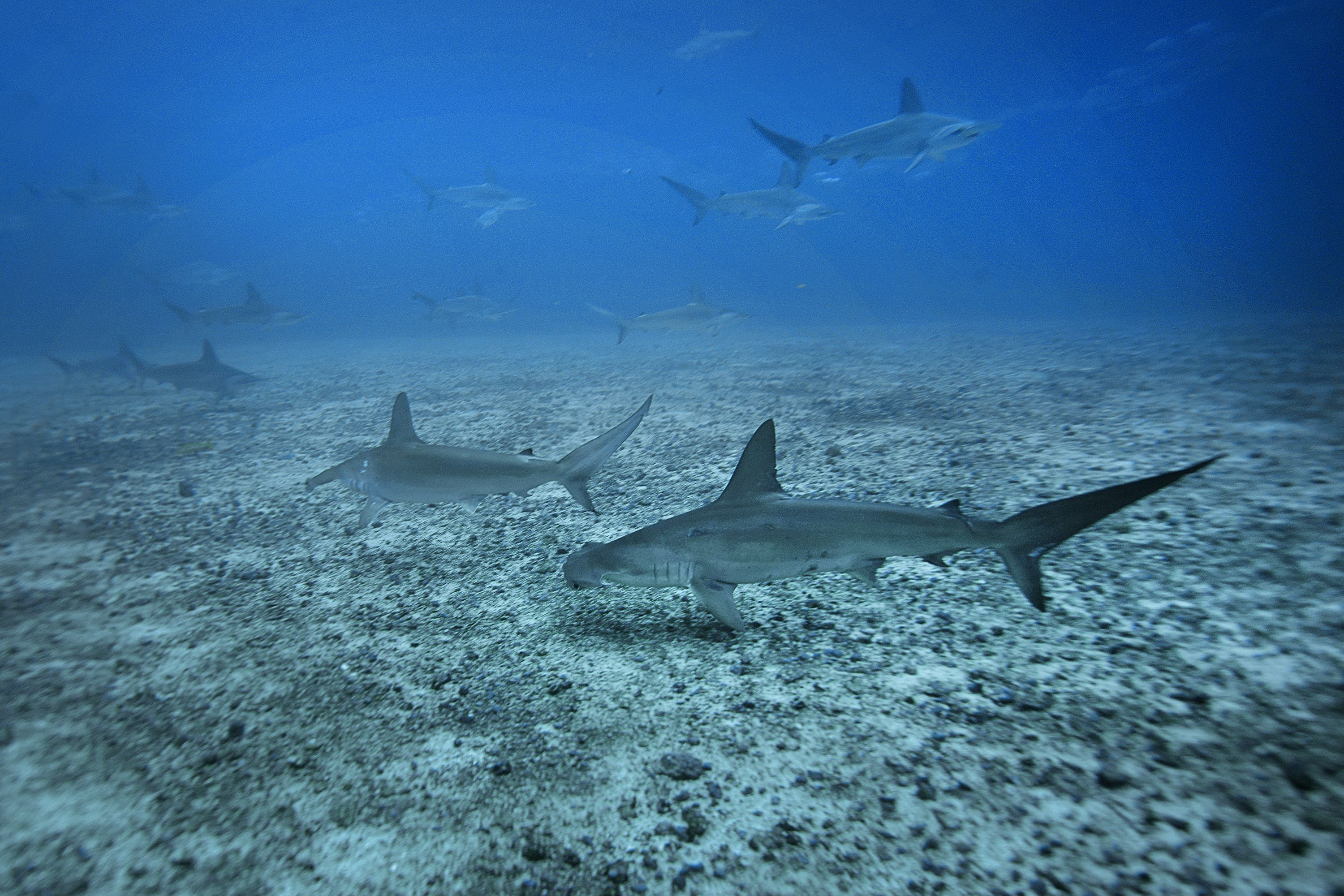Calentamiento y acidificación de los océanos podrían reducir la supervivencia de embriones de tiburón para 2100, revela un estudio reciente.