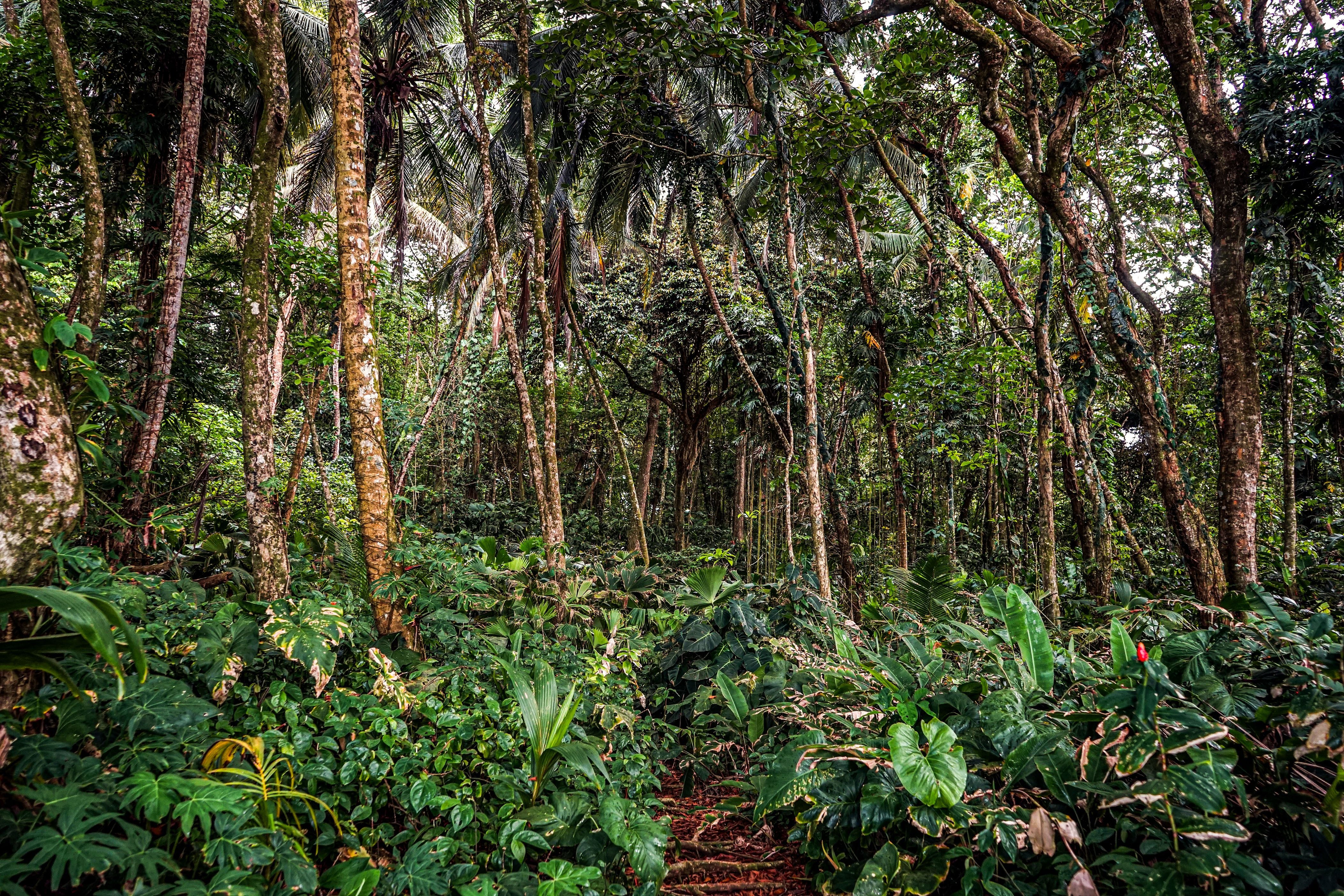 El Refugio de Vida Silvestre Gandoca-Manzanillo, en Talamanca, es una de las zonas más ricas en biodiversidad de Costa Rica, tanto en flora (boscosa y marina), como fauna, incluidas 38 especies de mamíferos, algunos en peligro de extinción. Foto: Alonso Tenorio