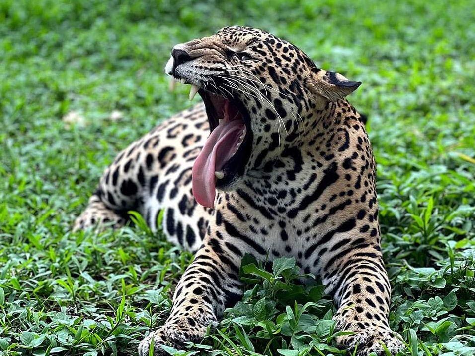 El país fue calificado eufóricamente por un analista de un banco internacional como la “economía jaguar”. En la imagen, Celeste, una jaguar tica. 