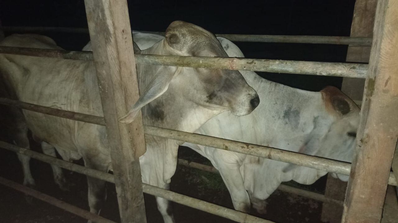 Los toros fueron encontrados por agentes del OIJ de Guápiles. Foto: Reiner Montero.