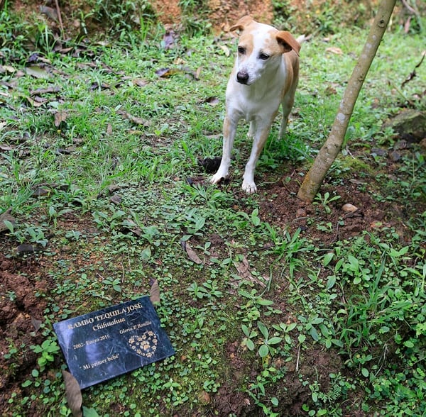 Cementerios Y Crematorios De Mascotas Un Adios Digno Para El