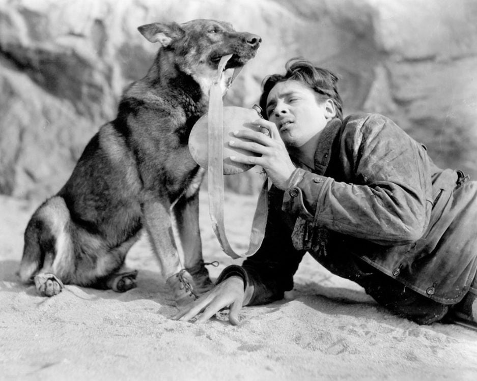 Rin Tin Tin era un perro francés, llevado a Estados Unidos por el soldado Lee Duncan, quien lo rescató en la Primera Guerra Mundial. A pesar de que apareció posteriormente, es mucho más recordado que Strongheart, al punto de que su nombre se le dio también a otros pastores alemanes de Hollywood. Foto: IMDb