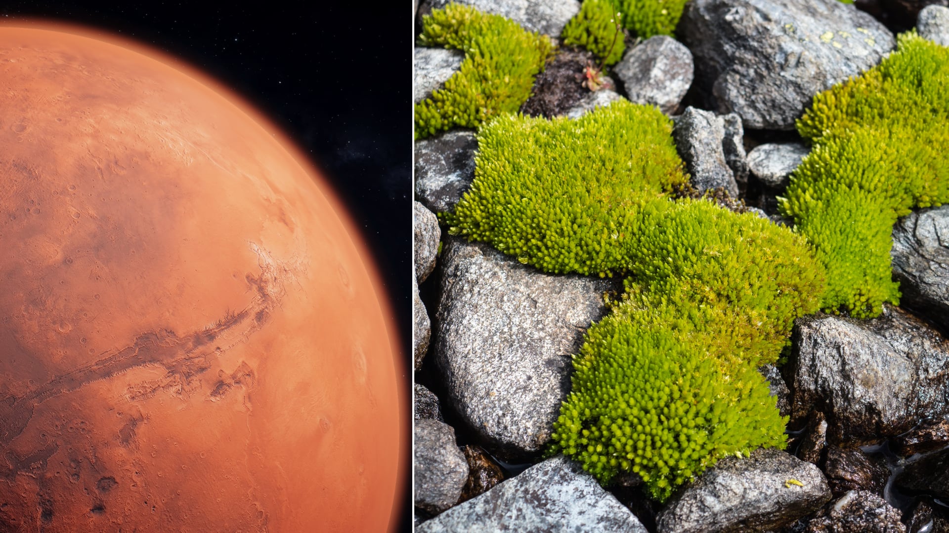 El musgo del desierto Syntrichia caninervis podría colonizar Marte por su extrema tolerancia a condiciones severas, según un estudio chino.