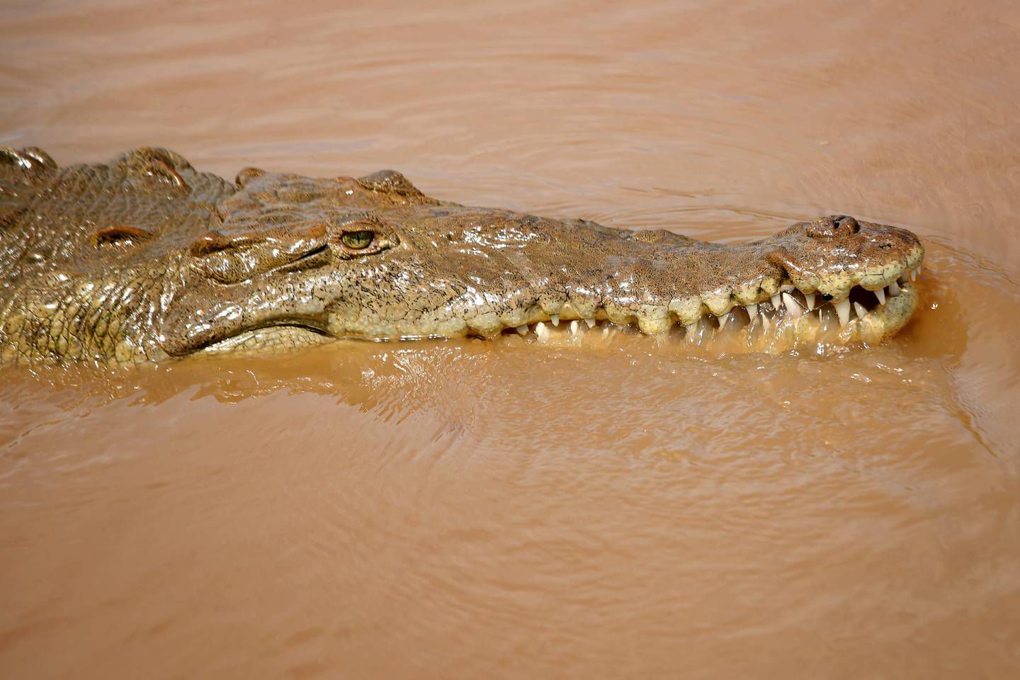 Sinac capturará a cocodrilo que atacó a niño de ocho años en río Matina