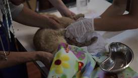 Un hospital de campaña asiste a los animales heridos en los incendios de Chile