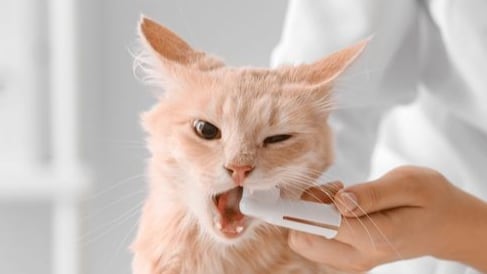 La enfermedad periodontal es la condición más común en mascotas y puede ser prevenida con limpiezas dentales regulares bajo supervisión veterinaria.