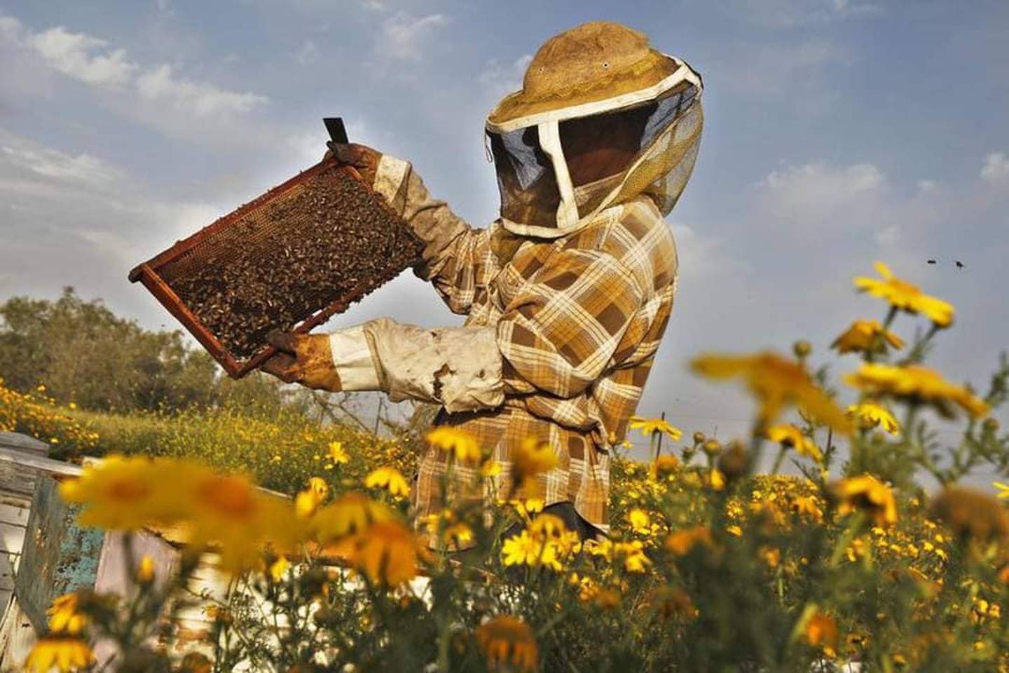 Los apicultores calculan que en el país hay actualmente entre 30 mil y 40 mil colmenas, ubicadas en cerca de 800 apiarios. Pero afirman que los residuos de agroquímicas matan cada año cerca del 7% del total de abejas. Foto: Facebook de la Cámara
