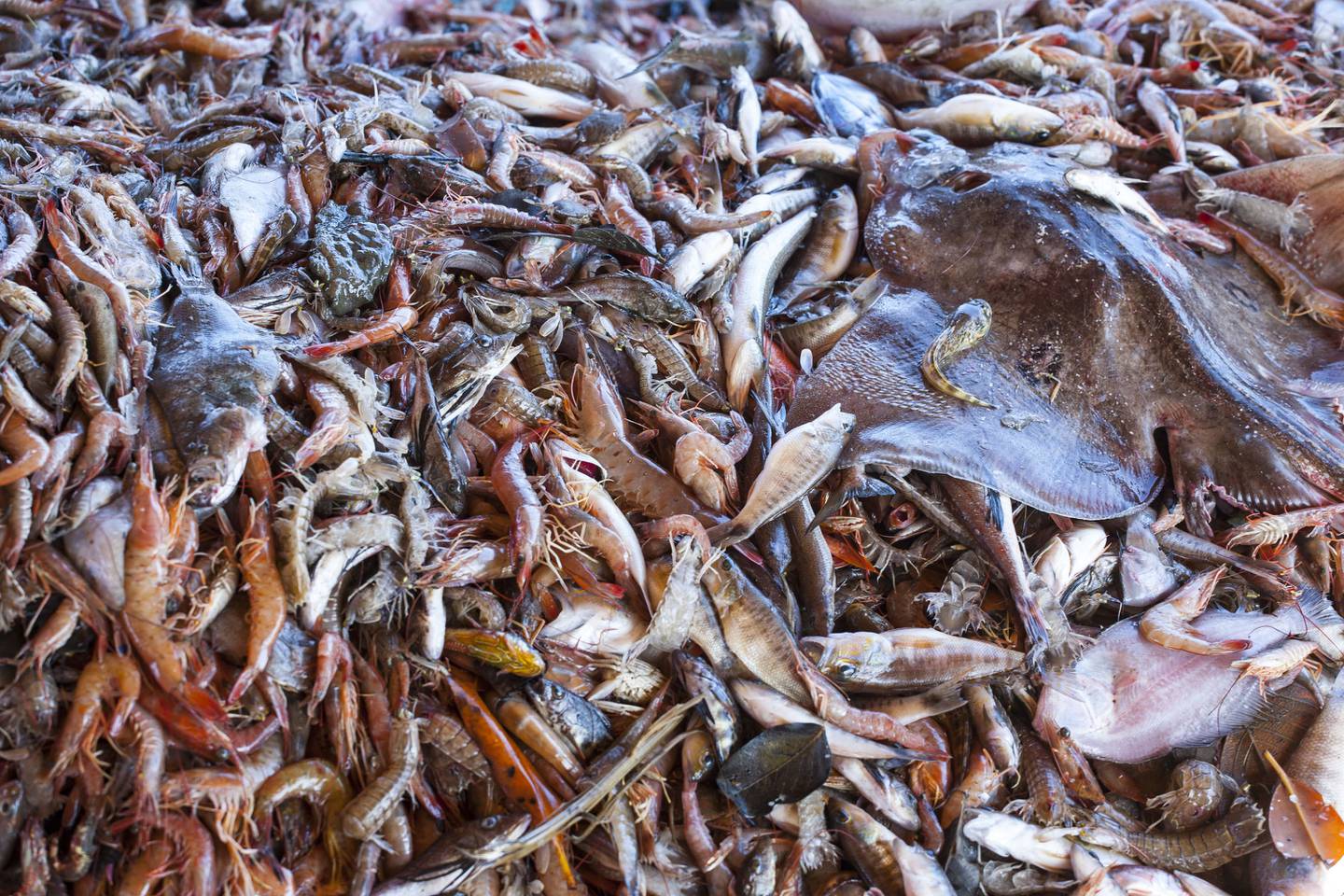 La pesca de arrastre, promovida en el estudio por Incopesca, ha generado críticas de sectores ambientalistas por el daño indirecto a otras especies marinas. Fotografía: Cortesía de MarViva.