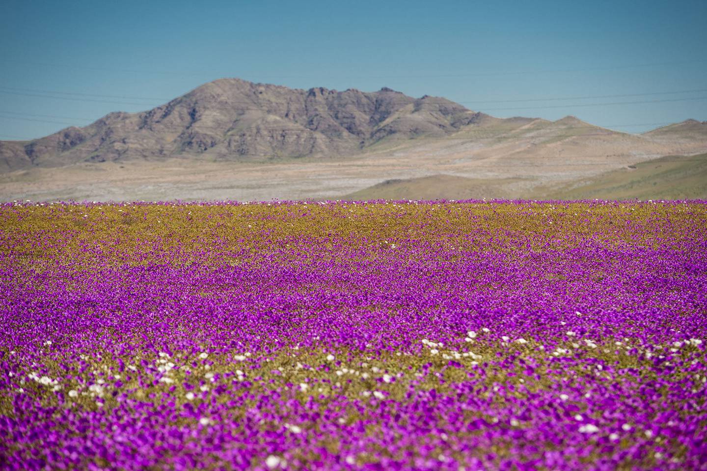 Lluvias de flores en el desierto de Atacama | La Nación