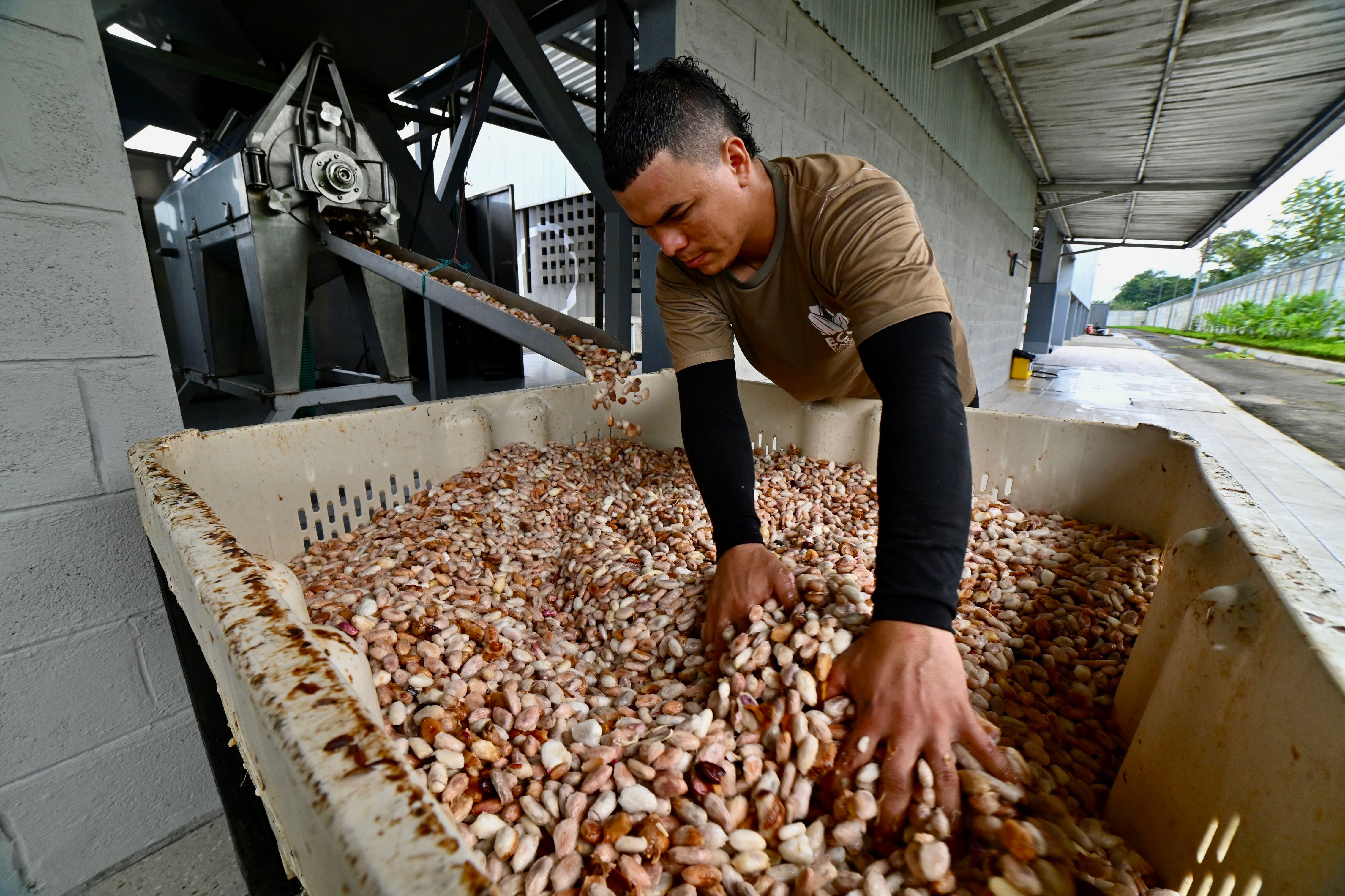 Un trabajador arregla el cacao en un cajón para la fermentación en la planta Fumisa del exportador de cacao fino de aroma Ecokakao en el cantón Buena Fe, provincia de Los Ríos, Ecuador. Fotografía: