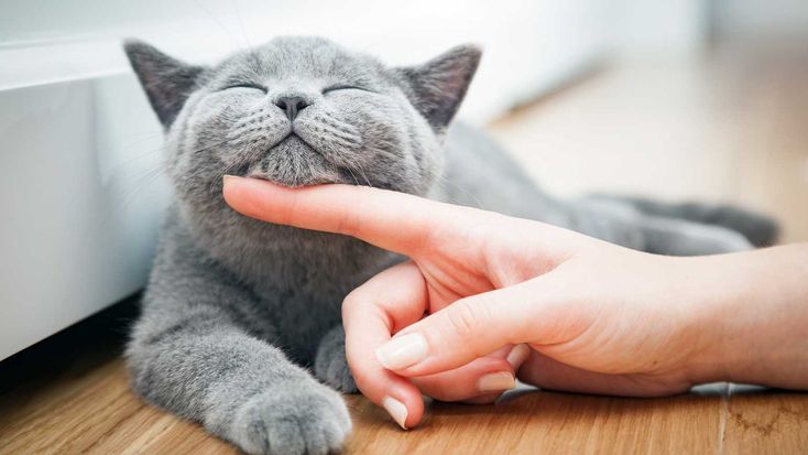 La compañía de los gatos proporciona soporte emocional y mejora la salud mental de sus dueños.