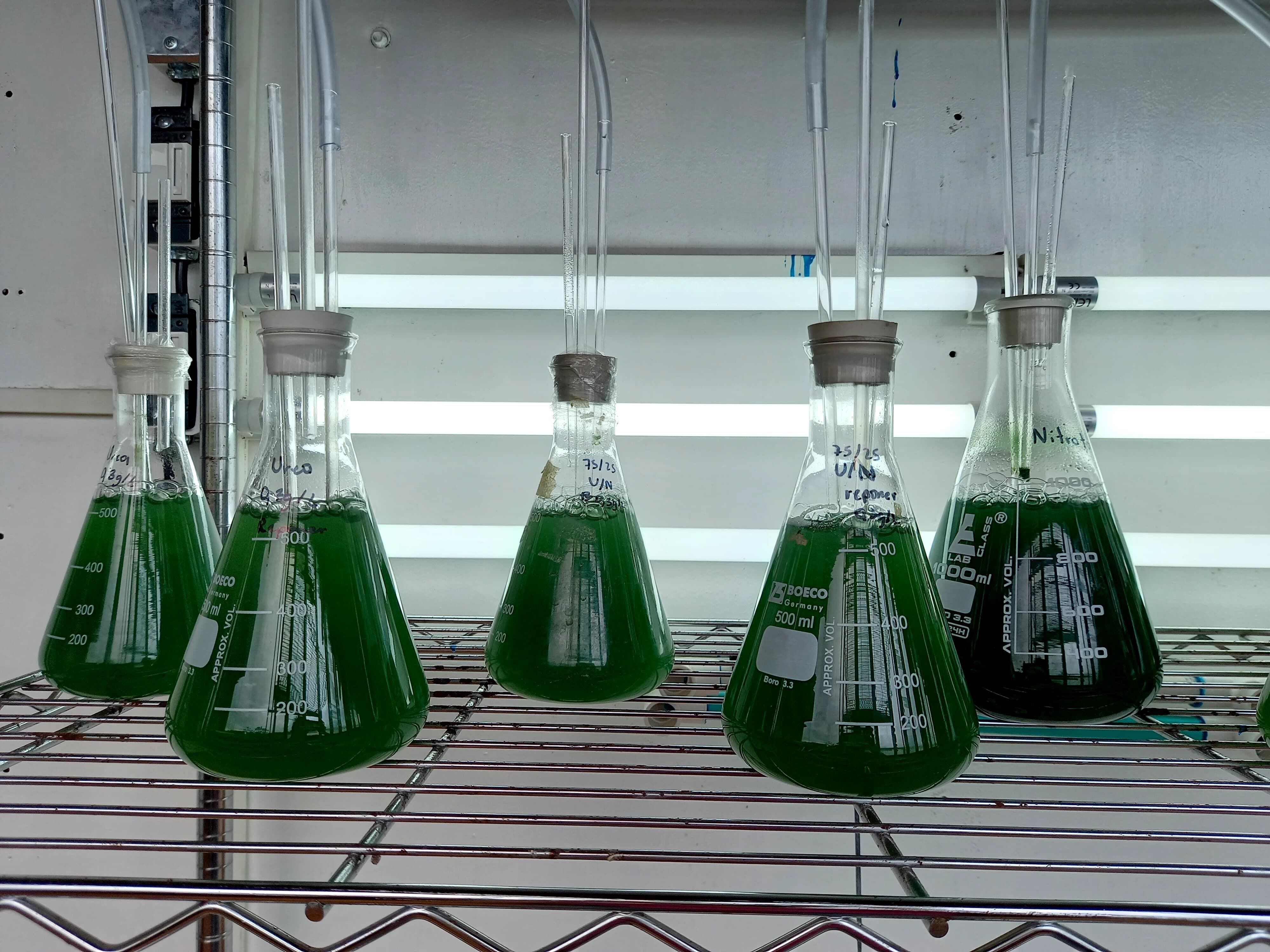 En la fotografía, el crecimiento de la microalga espirulina a nivel de laboratorio, materia prima utilizada para la elaboración de bioestimulantes que mejoran la absorción de nutrientes en las plantas. Foto Cortesía