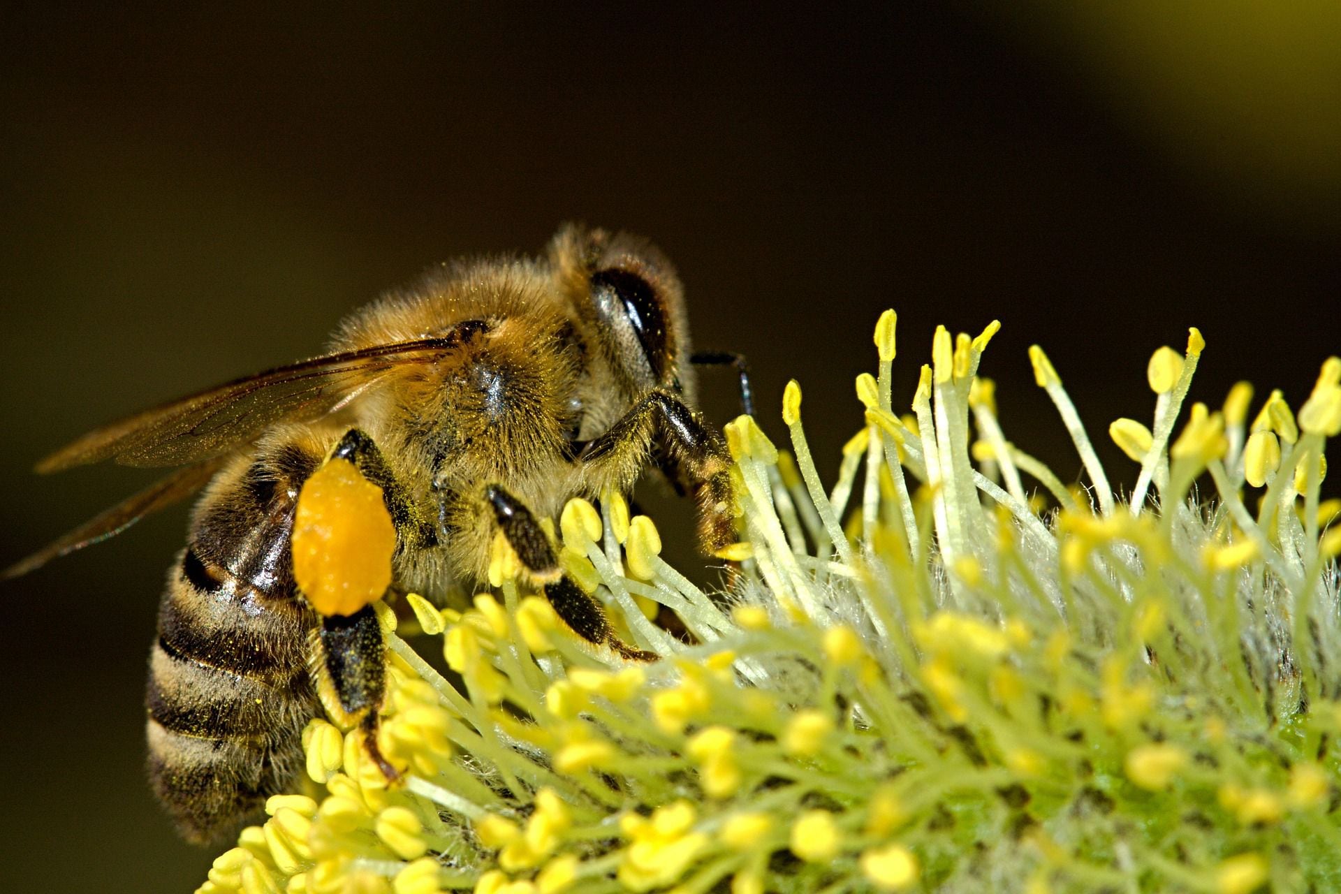 Tribunal suspende prohibición de plaguicida altamente tóxico para abejas, aves y peces