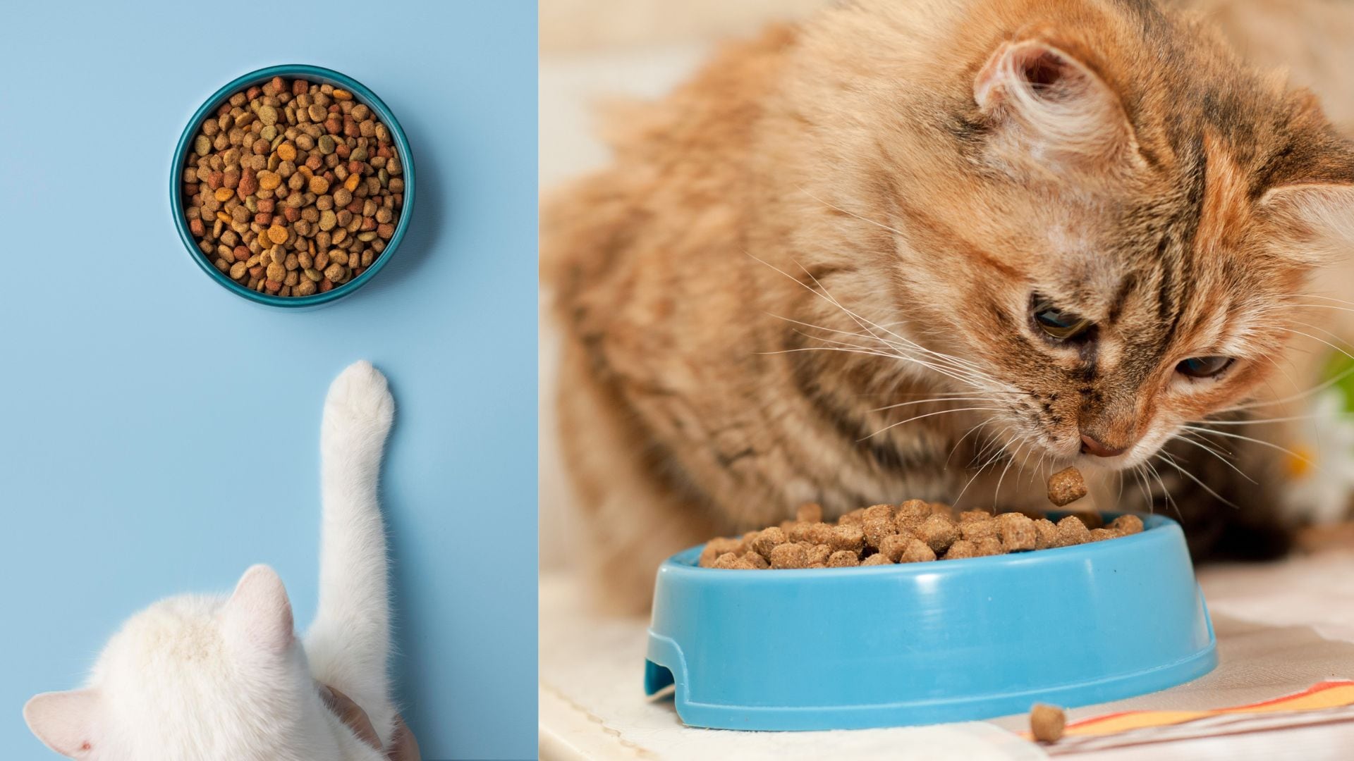 Los gatos a menudo piden comida a pesar de tener sus platos llenos. La elección del plato adecuado y servir porciones frescas puede mejorar su alimentación.