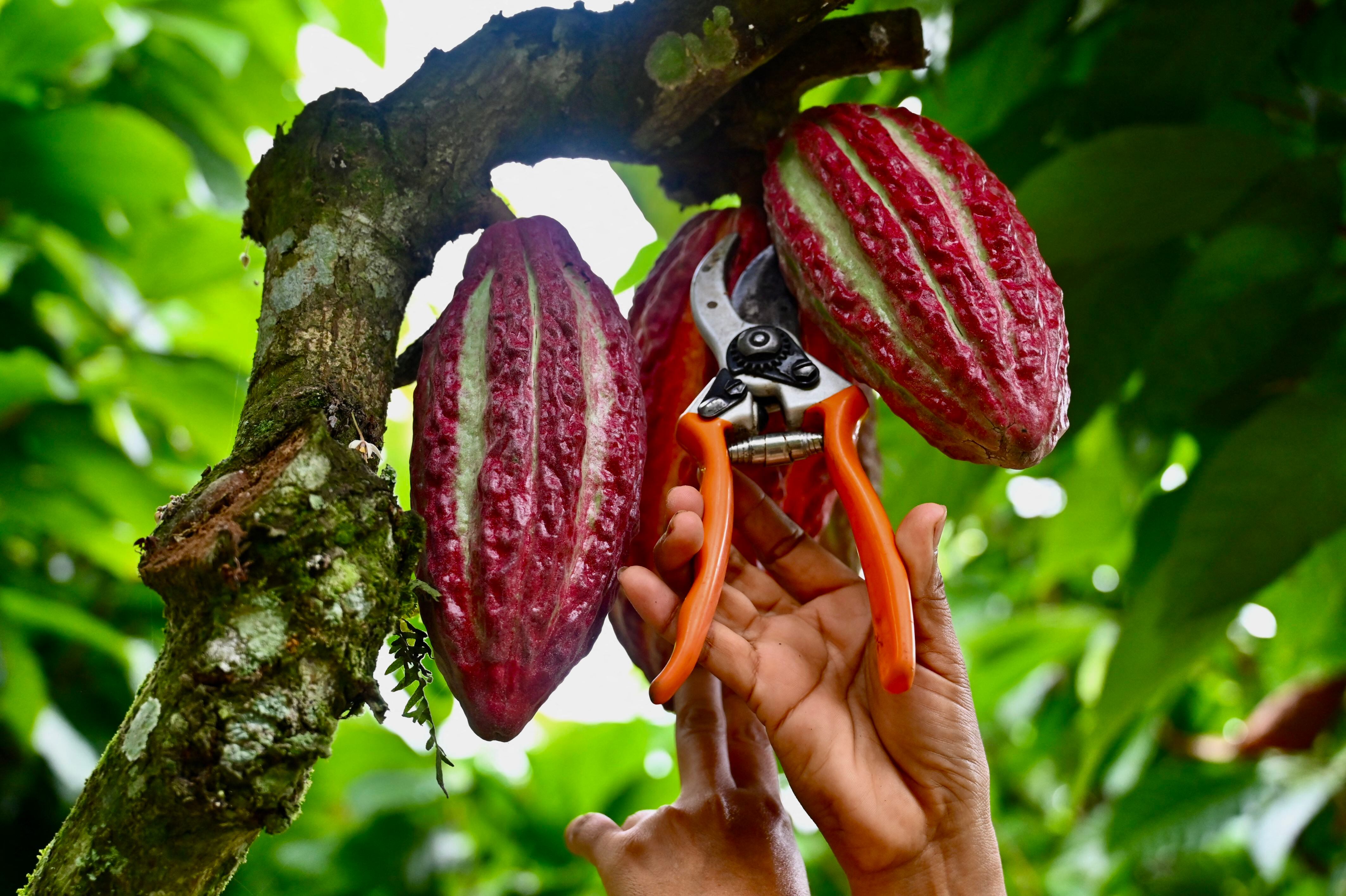 Un trabajador corta frutos de cacao colgados de un árbol en una finca en el cantón Buena Fe, provincia de Los Ríos, Ecuador. Fotografía: