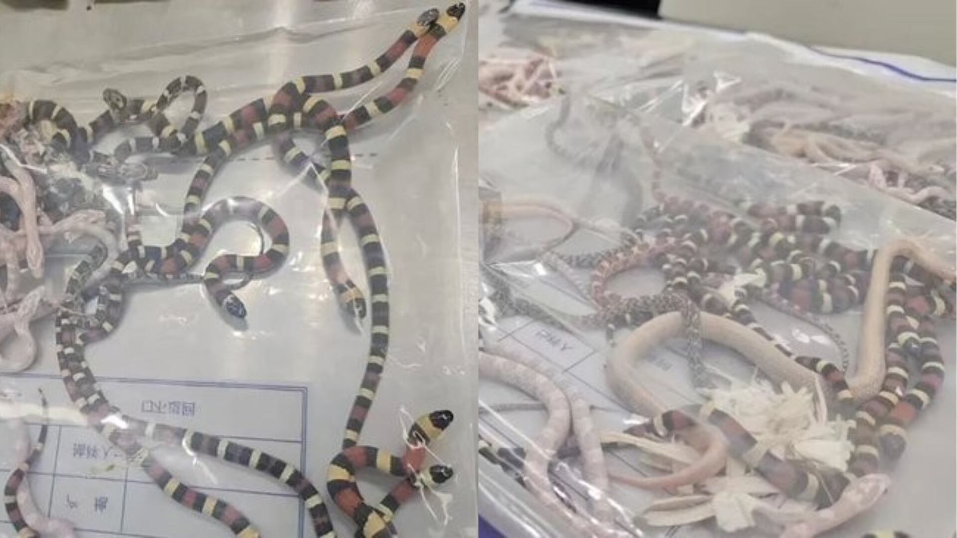 Agentes de aduanas inspeccionaron las bolsas de plástico llenas de serpientes vivas incautadas en la frontera de China.