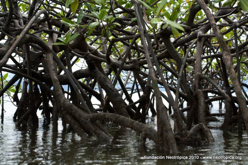 Los manglares son ecosistemas necesarios para el desarrollo de la vida en muchas costas. Imagen con fines ilustrativos