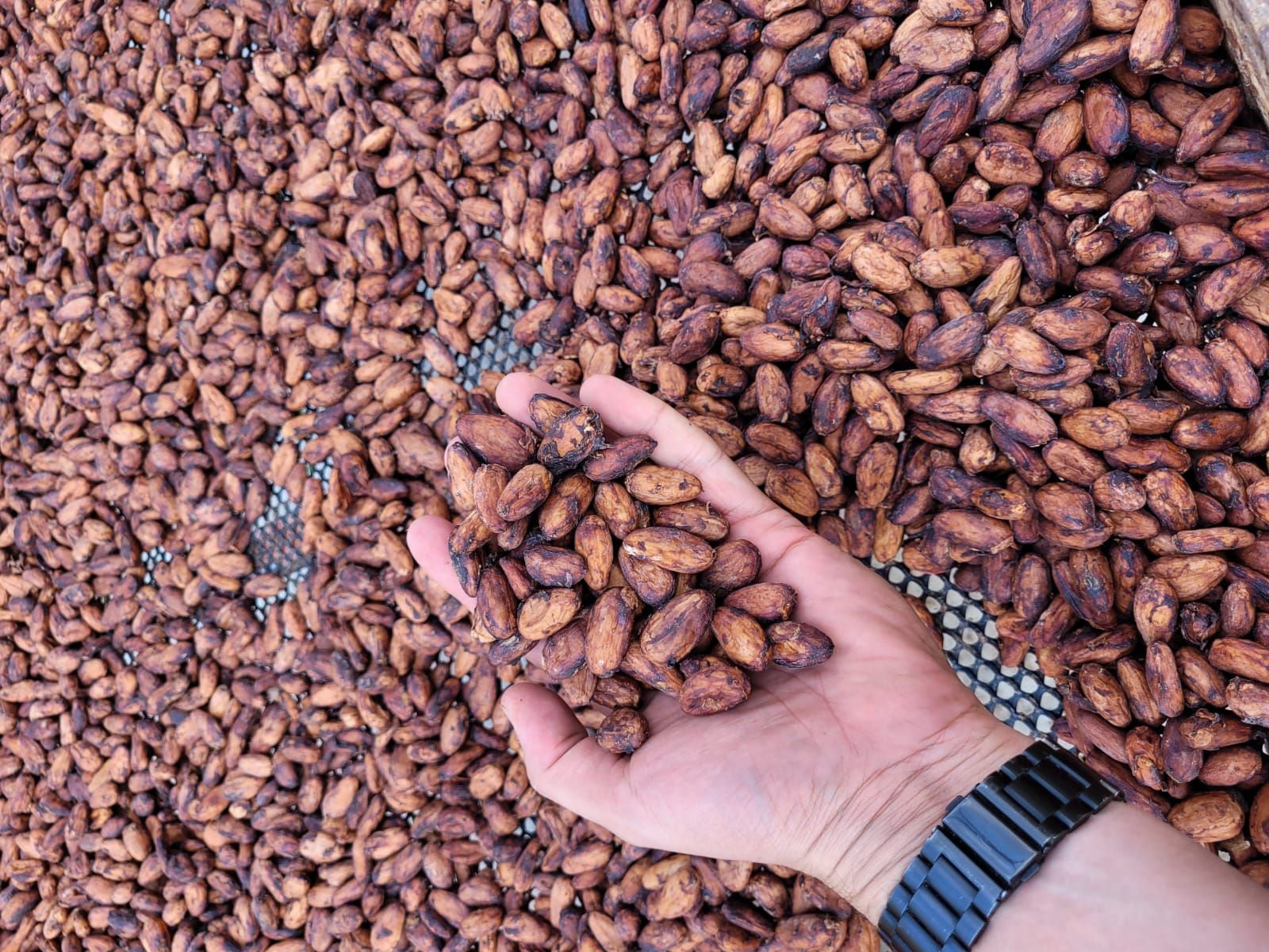 Muchos productores ticos comercializan la semilla del cacao. En Costa Rica, algunos restaurantes han comenzado a experimentar con el producto y a descubrir sus bondades.