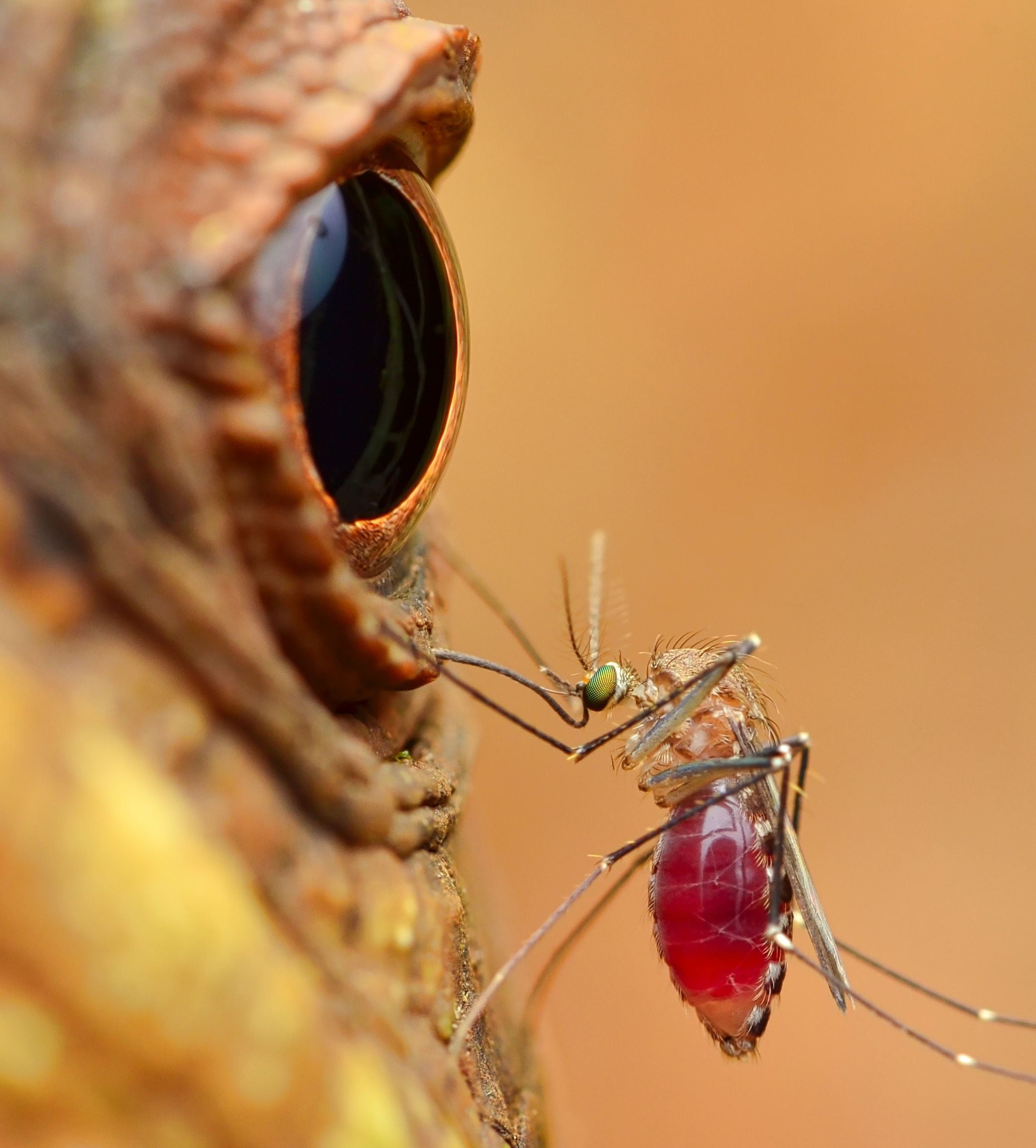 El fotógrafo costarricense Pedro Fernández, conocido como Peter Media, se dedica a capturar a los insectos con lentes macro. Posiciona su cámara en hojas y flores para obtener las mejores tomas, como la de un zancudo en el ojo de una lagartija.