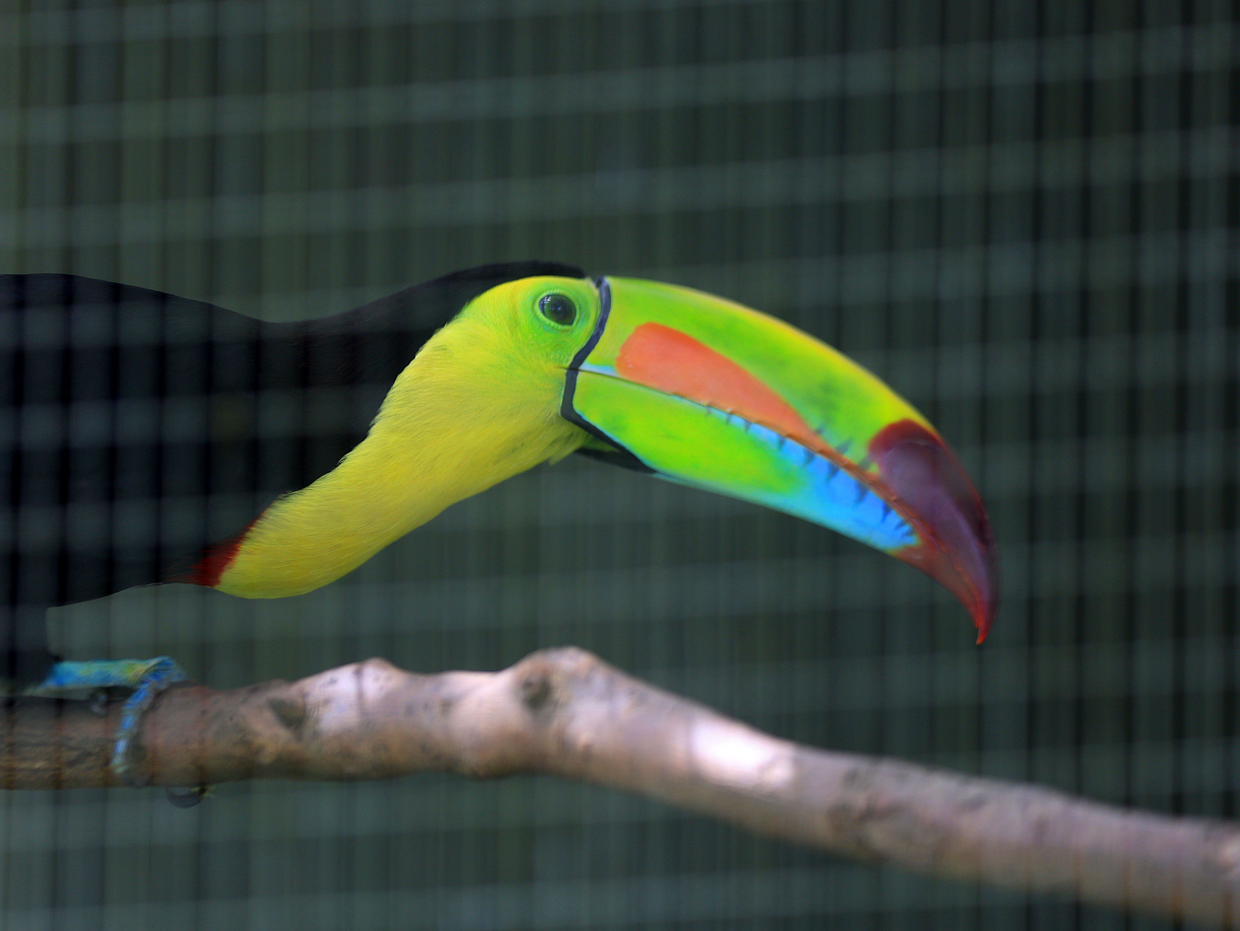 Cada uno de los animalitos tiene su propia historia por contar. 