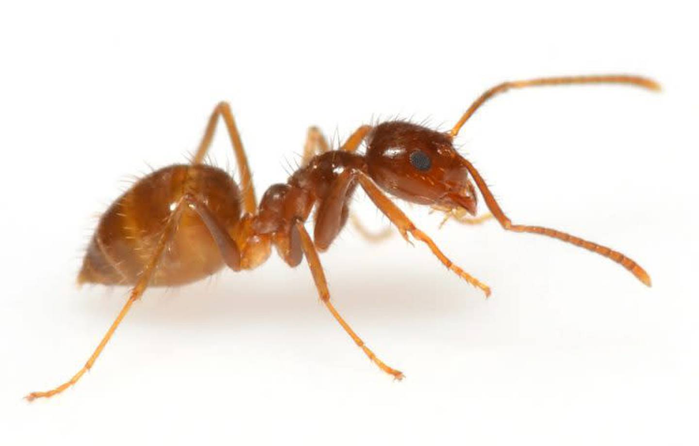 Hormigas Costa Rica