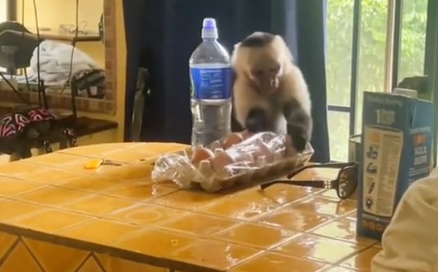 Un video de TikTok muestra como dos monos ingresaron a una habitación en un hotel de Manuel Antonio.