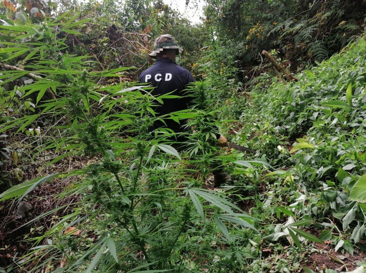La Policía de Control de Drogas (PCD), la Policía de Fronteras, la Fuerza Pública y la Unidad de Intervención Policial (UIP) destruyeron 17.469 plantas de marihuana.
