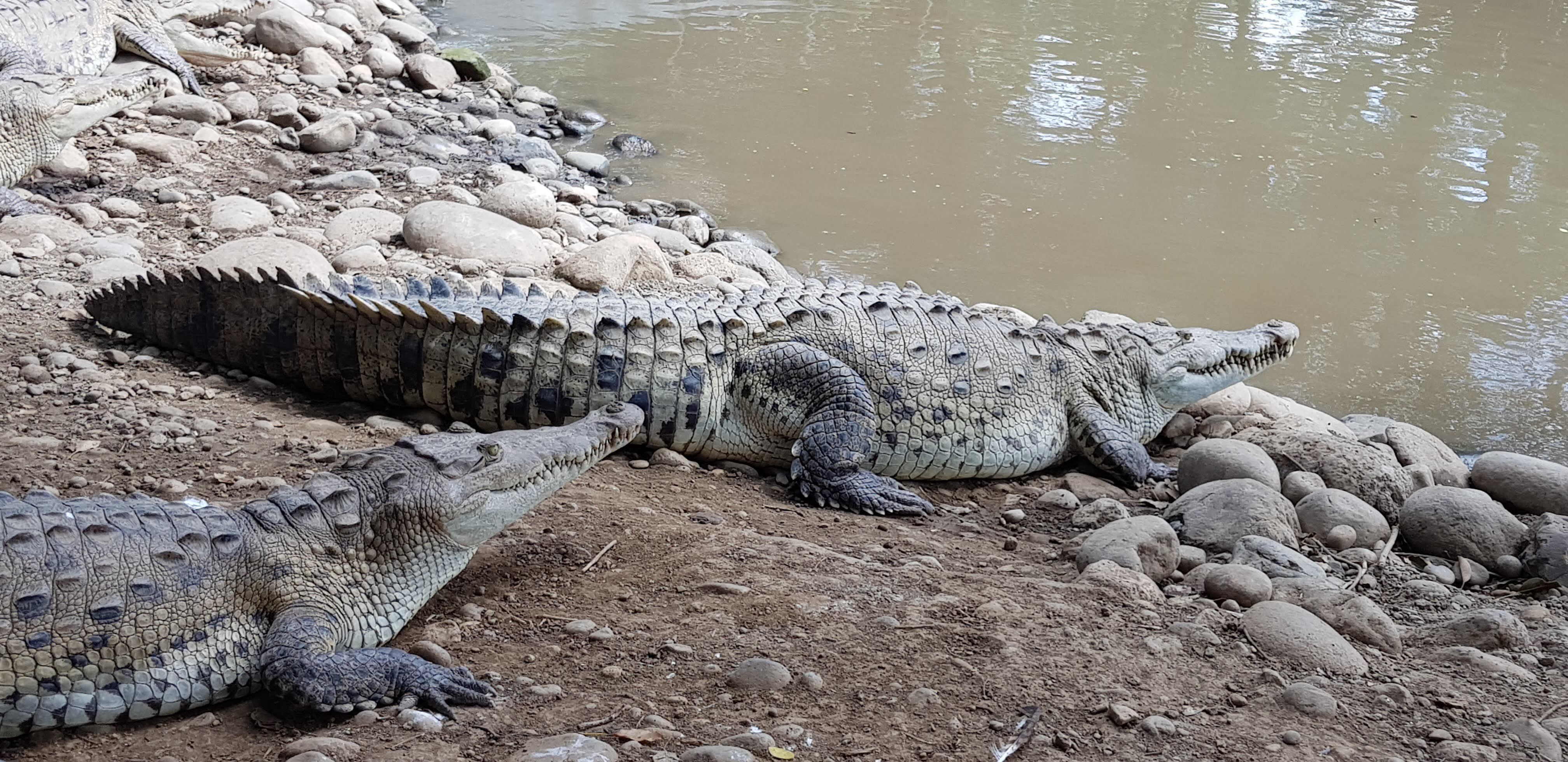 Documento del Minae afirma que los cocodrilos y caimanes son de los animales más incomprendidos y temidos, por lo que a menudo son el centro de información sensacionalista. Foto: Cortesía Iván Sandoval.