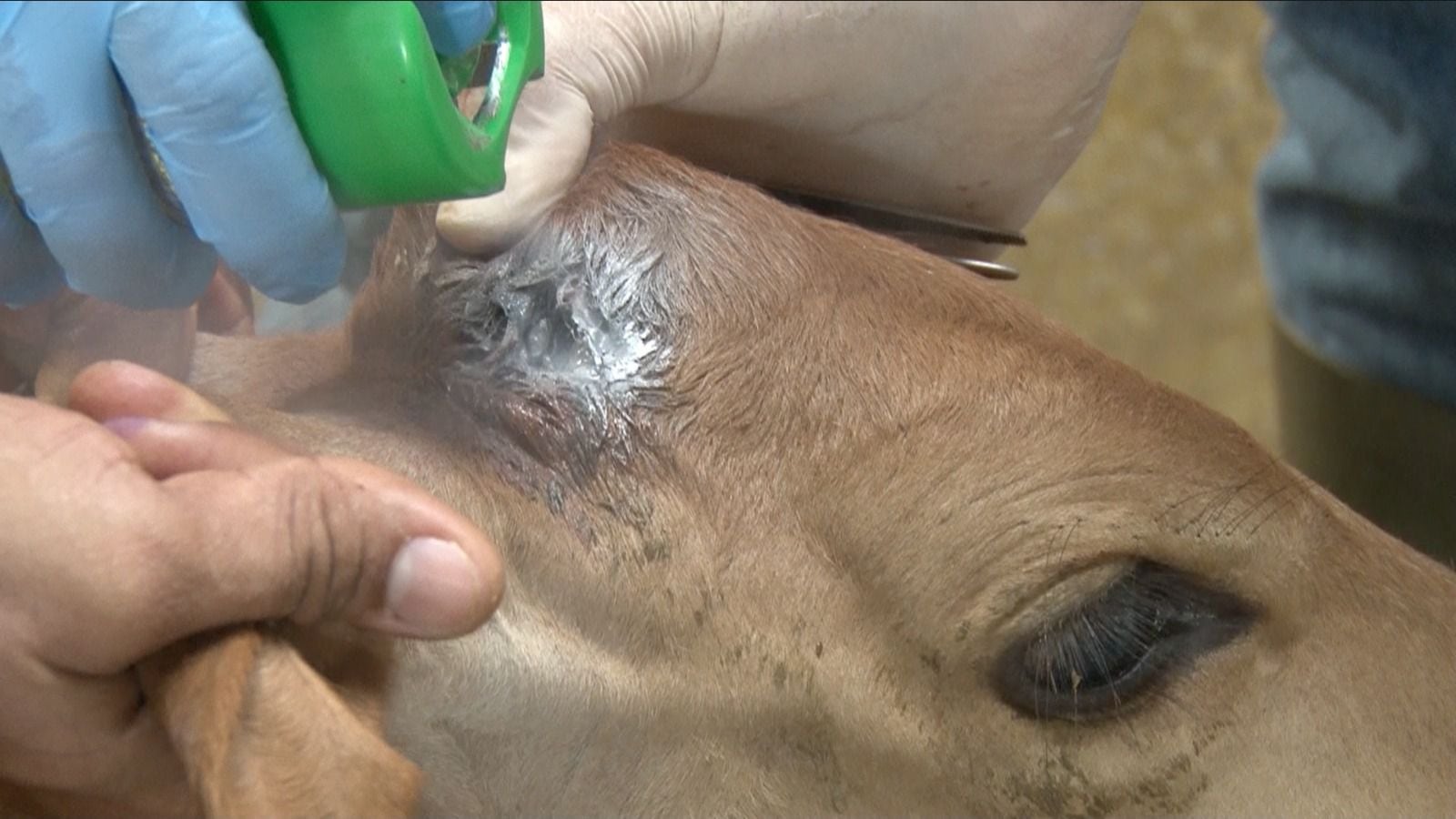 La escasez de larvicidas en espray para aplicación tópica en los animales afectados por el gusano barrenador es una de las quejas constantes de los ganaderos.